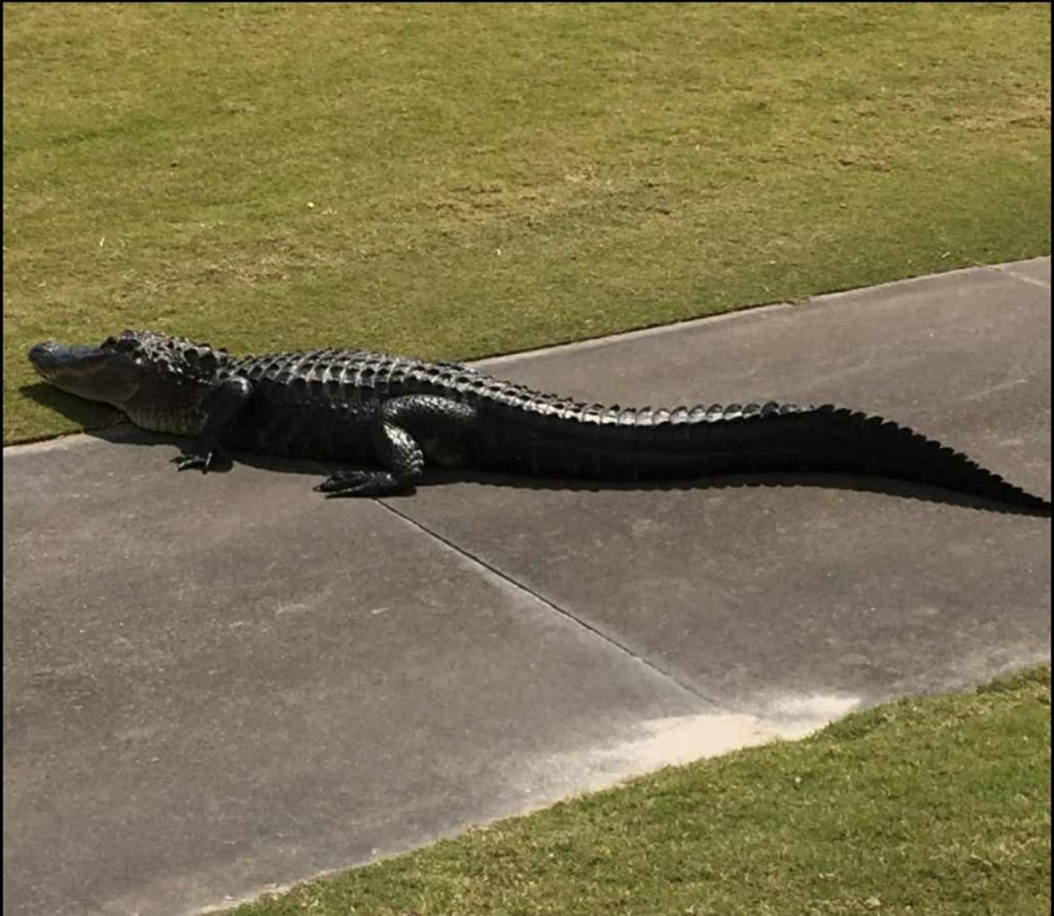 LPGA Gator Oct 2018.jpg LPGA Gator Oct 2018.jpg
