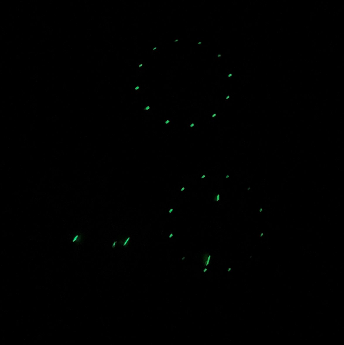 IMG_6970.jpg IMG_6970.jpg