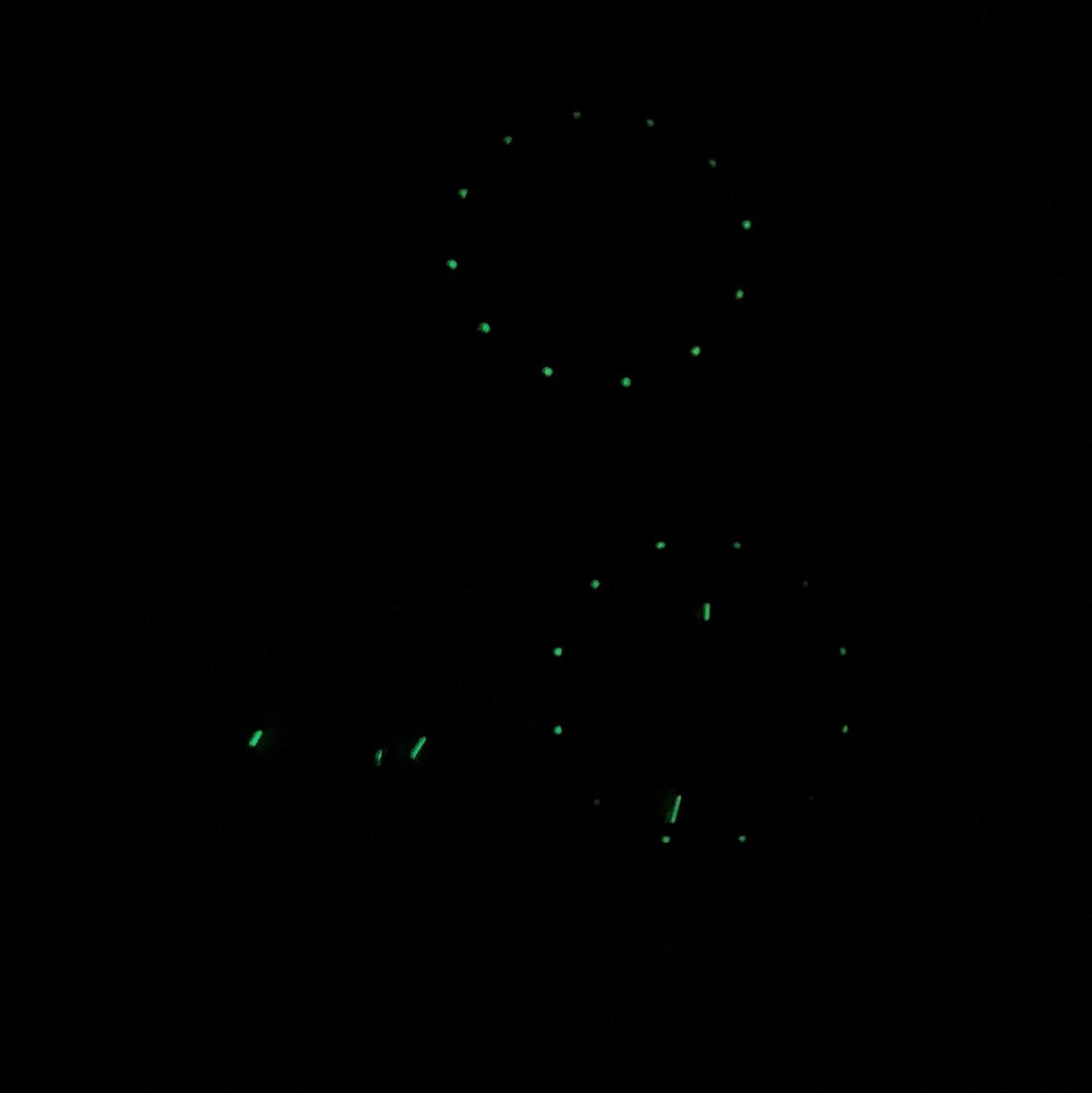 IMG_6971.jpg IMG_6971.jpg