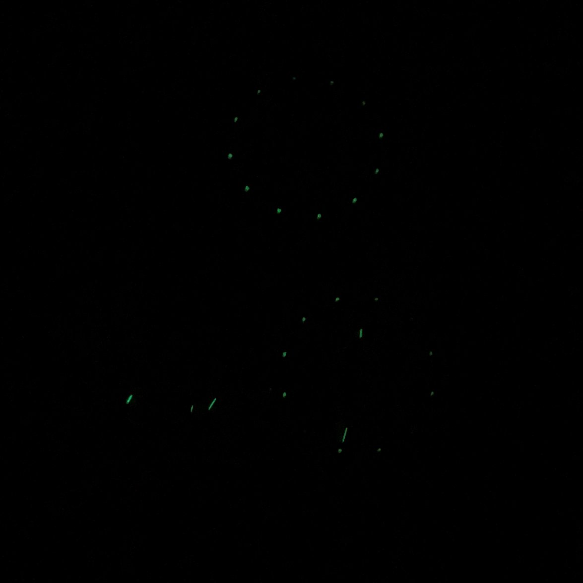 IMG_6974.jpg IMG_6974.jpg