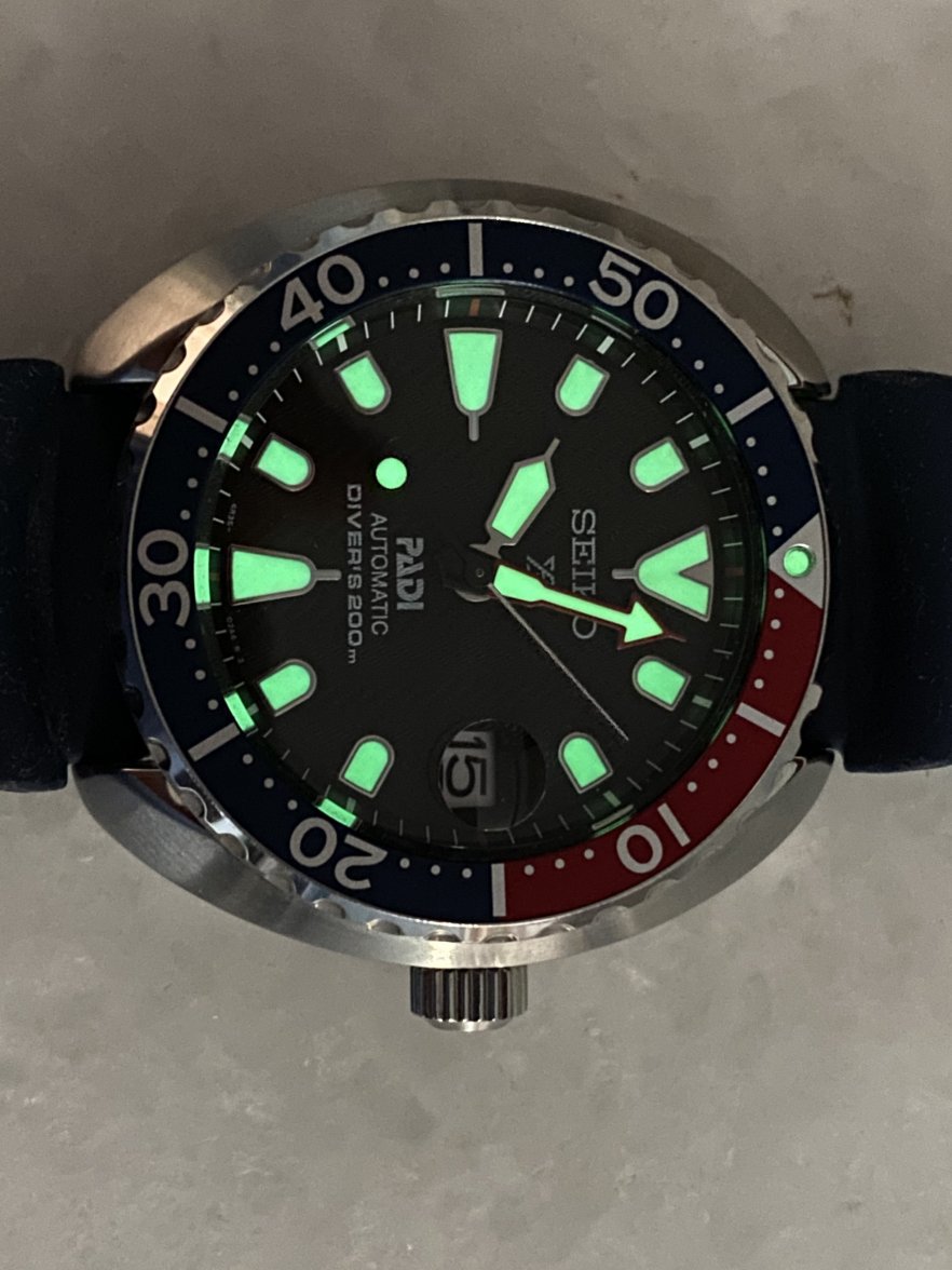 mini turtle padi