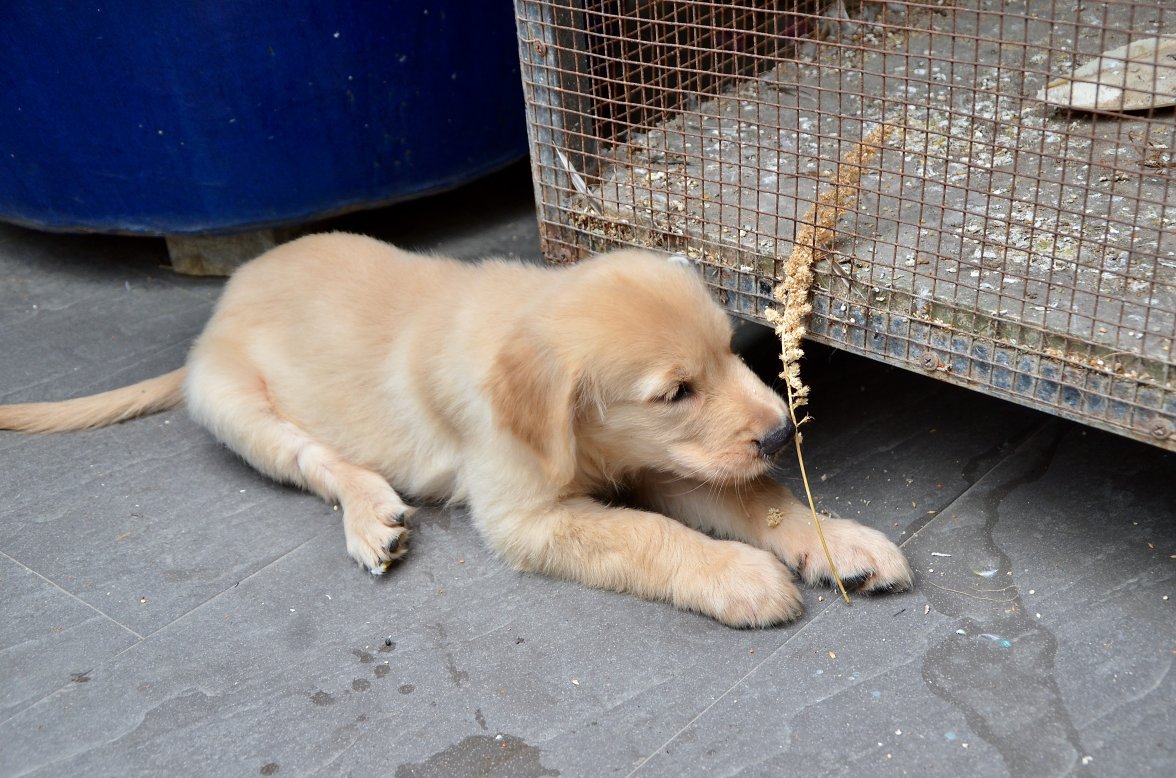 DSC_6977.jpeg DSC_6977.jpeg