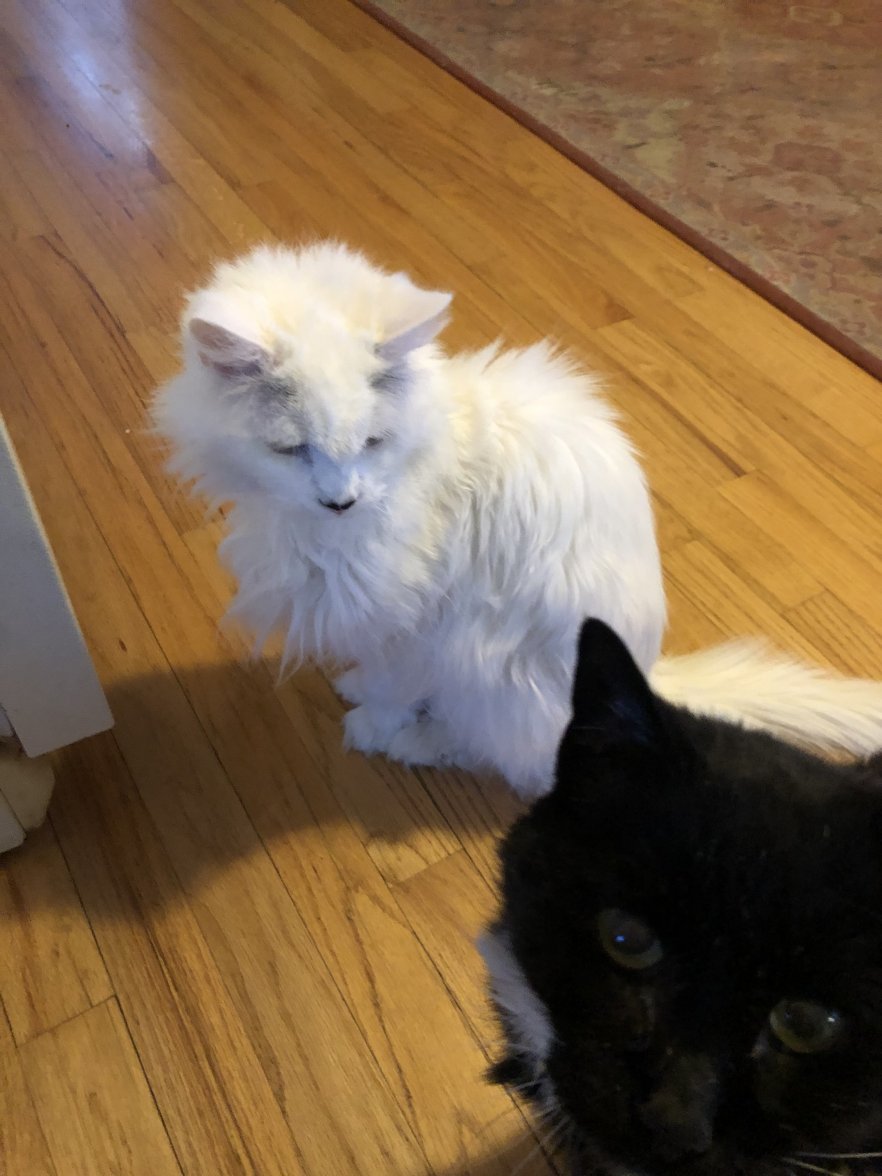 44511B43-3091-4BE6-AD4A-4EEF3408F68B.jpeg 44511B43-3091-4BE6-AD4A-4EEF3408F68B.jpeg