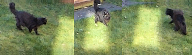 Garden chase - Copy.jpg