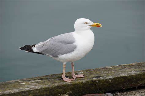 Seagull.jpg