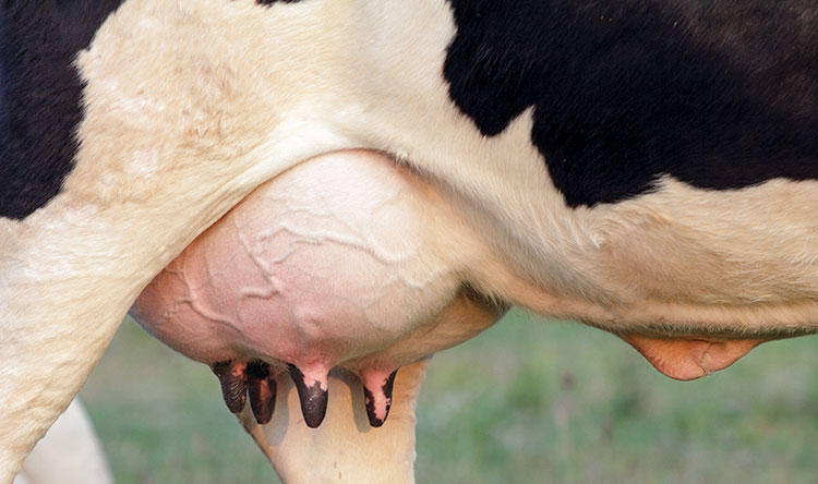 200410_236-udder.18267.jpg