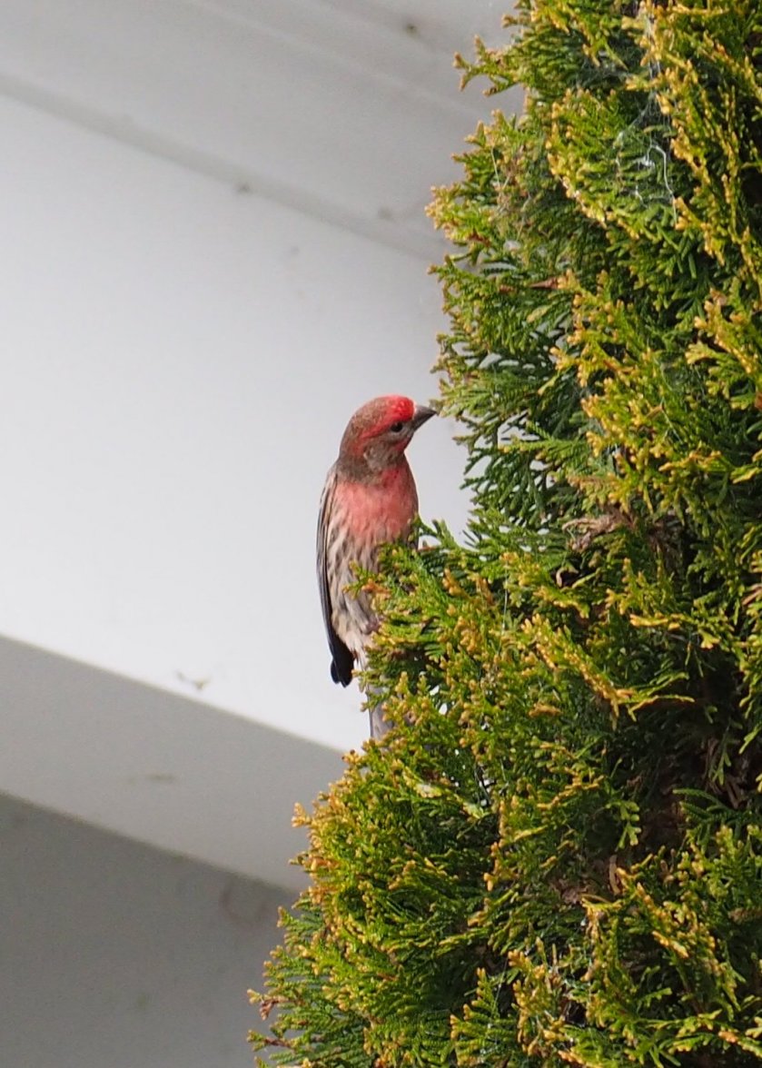 P4040749.JPG P4040749.JPG