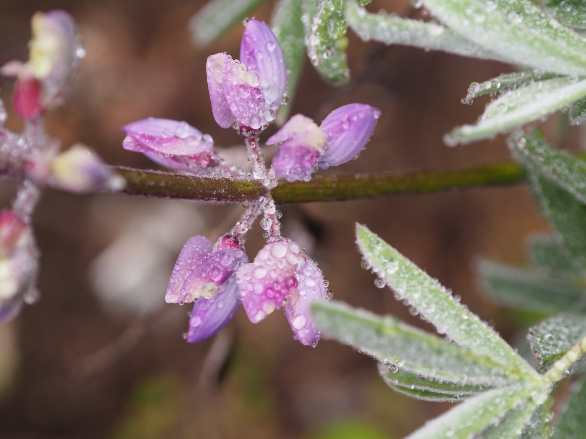 P4040777.JPG P4040777.JPG