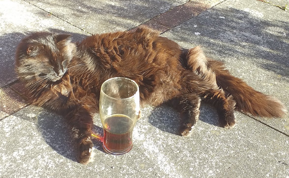 Cat Sunbath - Copy.jpg