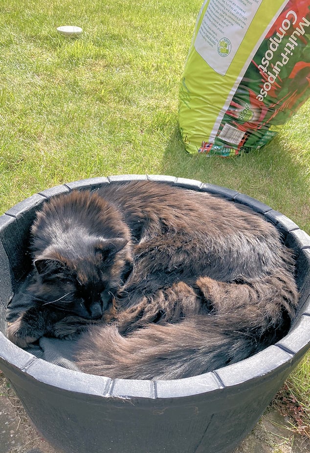Cat planting - Copy.jpg
