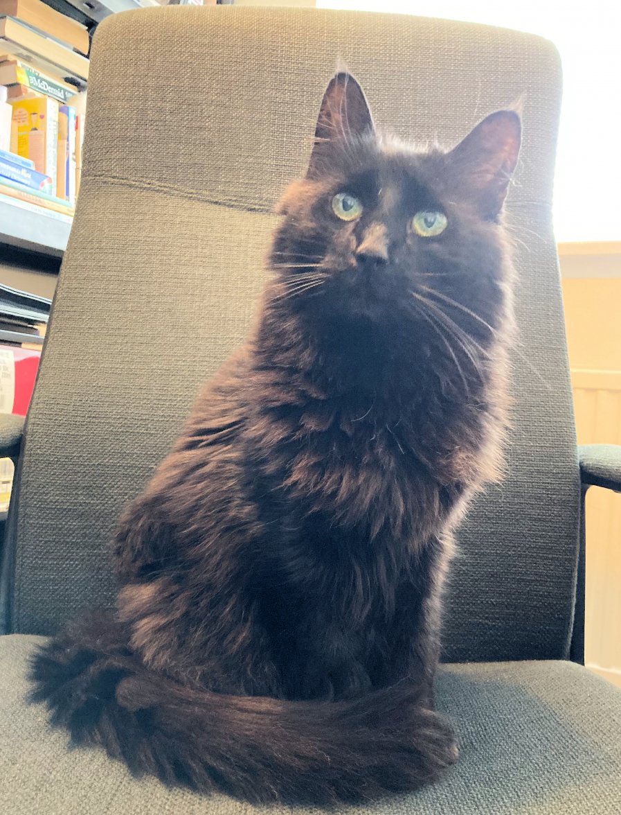 Cat Chair - Copy.jpg