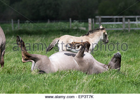 the-wild-herd-of-konik-horses-at-wicken-fen-near-cambridge-ep3t7k.jpg