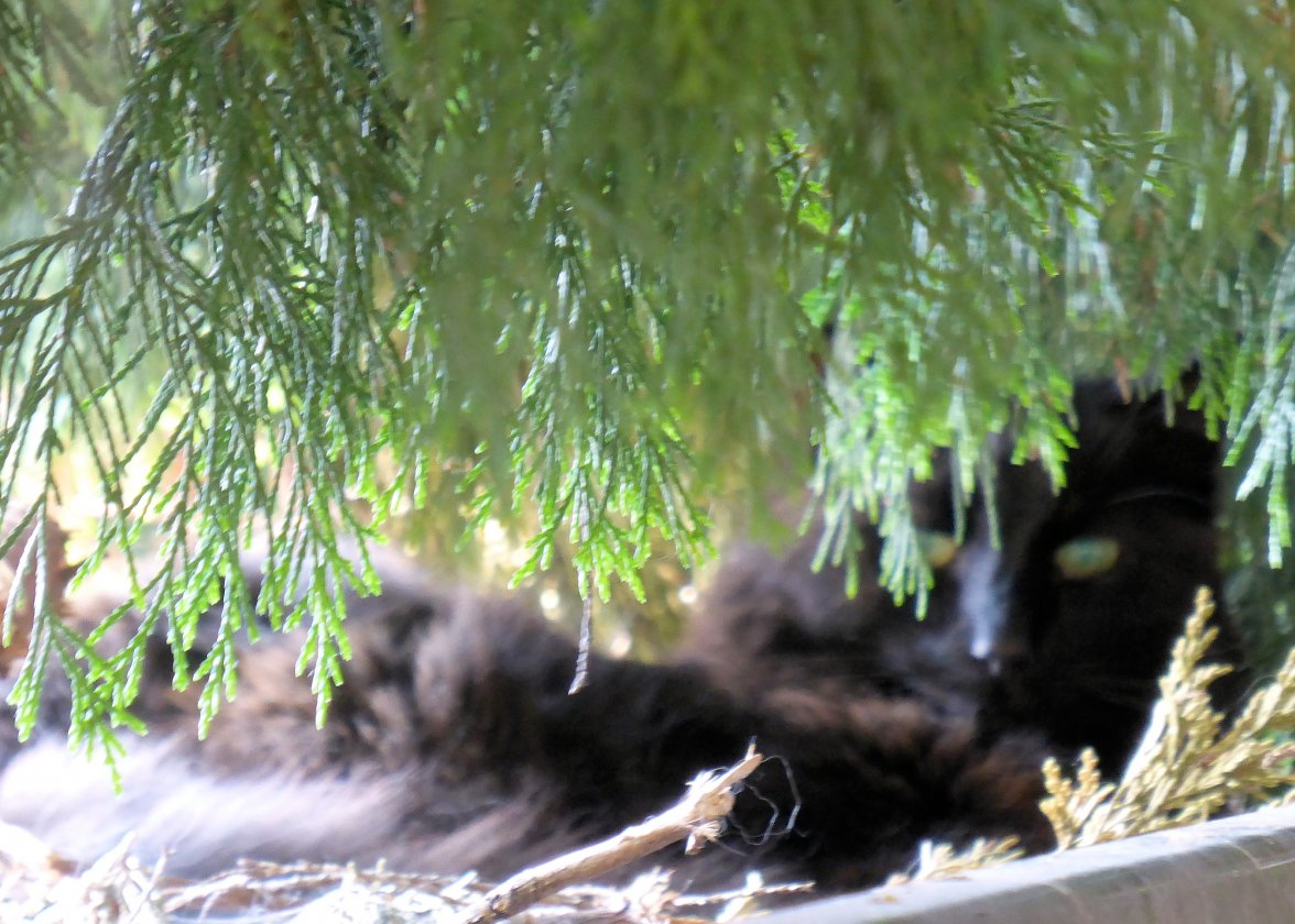 Cat Nest 2 - Copy.jpg