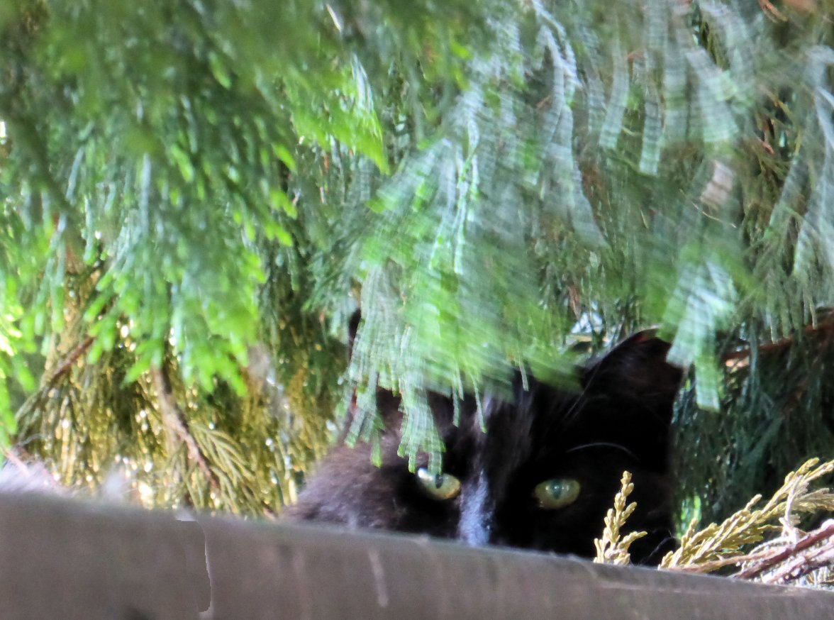 Cat Nest 1 - Copy.jpg