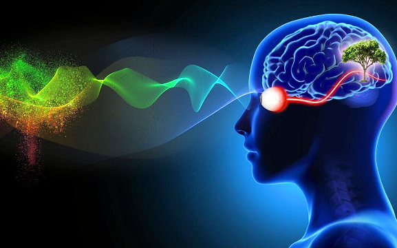 Optic nerve .jpg