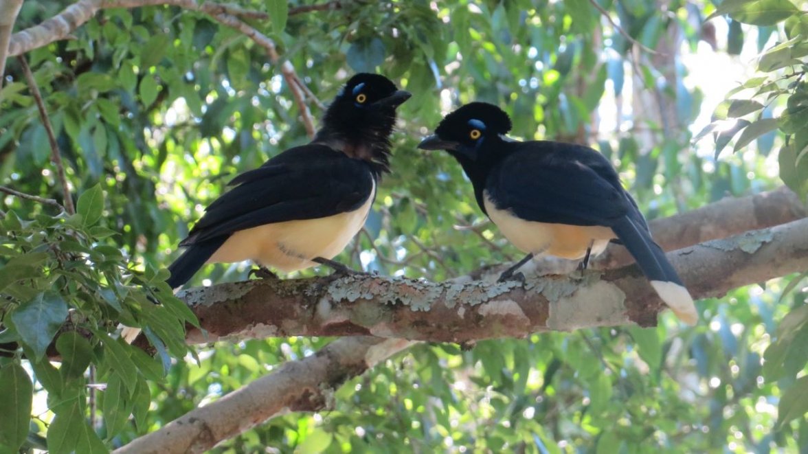 Plush Crested Jay file.JPG