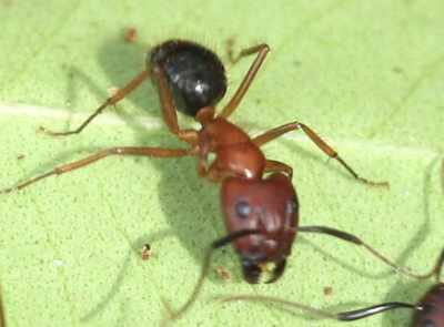 Screen Shot 2021-06-14 at 12.45.43 pm.png