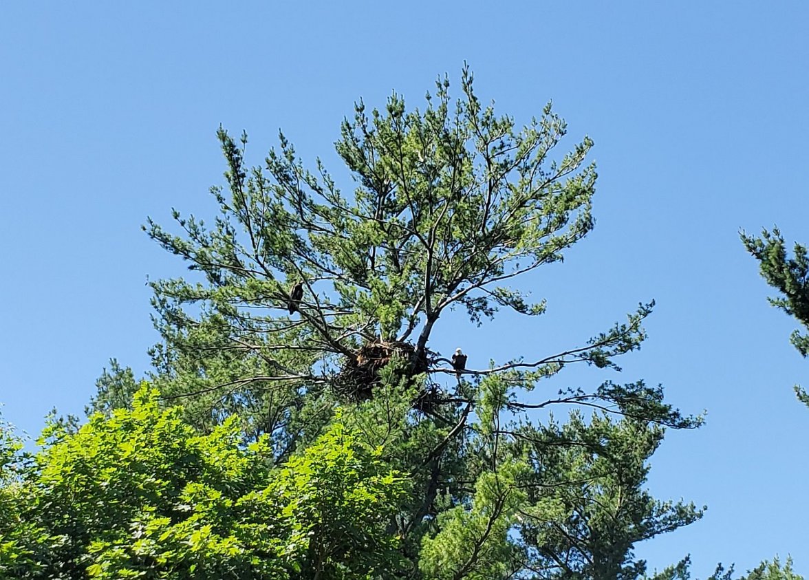 6309 Eagle 1 20210619_104123.jpg