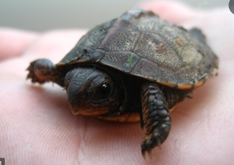 Skærmbillede 2021-06-26 kl. 14.53.51.png