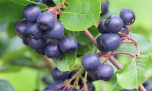 Screen Shot 2021-06-27 at 9.28.09 pm.png