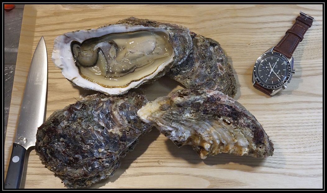 oyster1.jpg