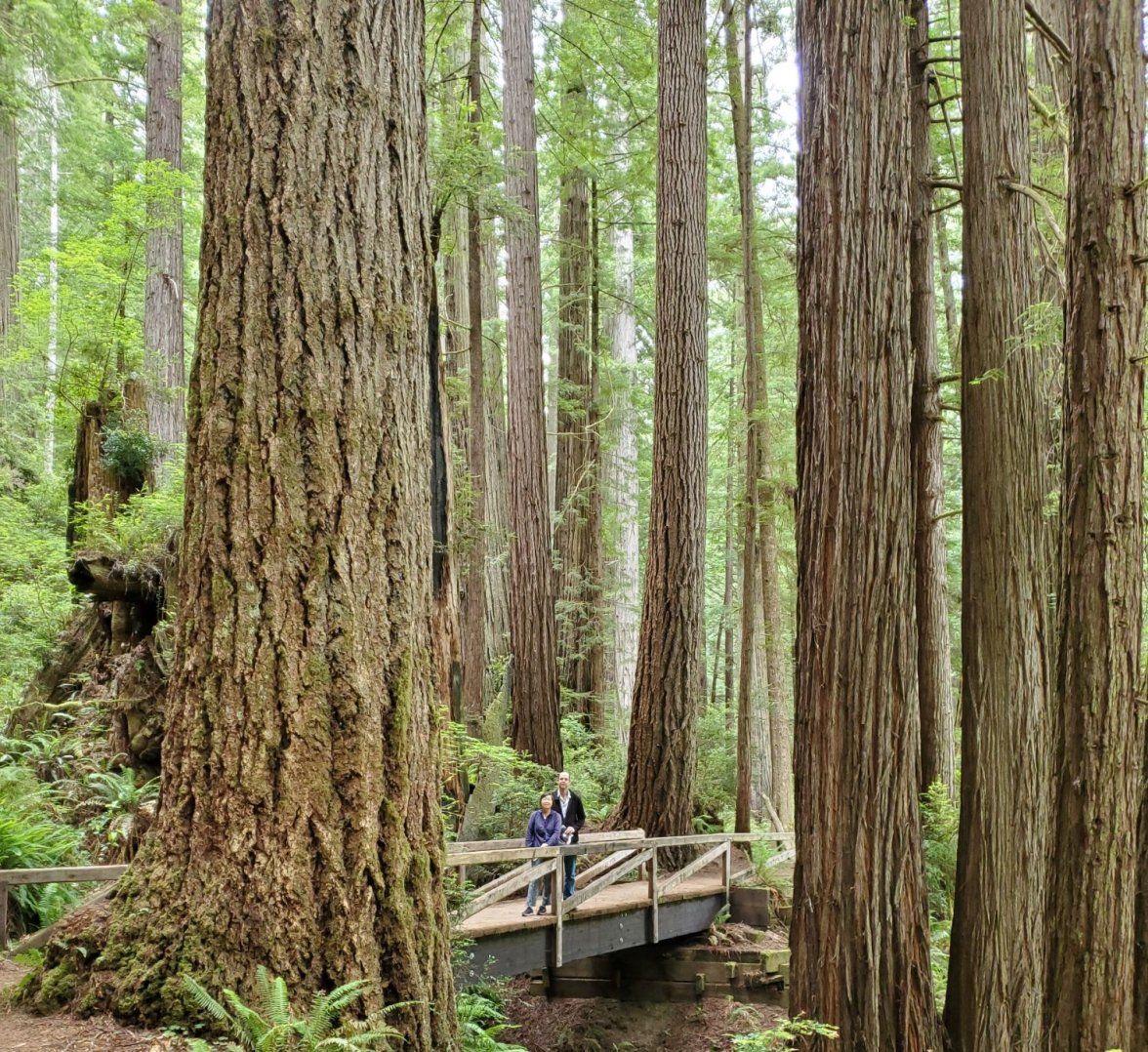 Redwoods 2 20210630_123935(0).jpg