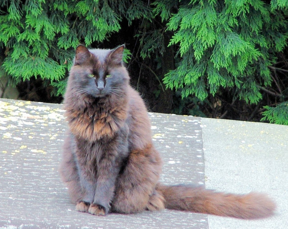 Winter Coat - Copy.jpg