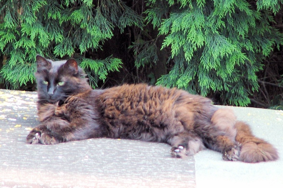 Winter Coat 02 - Copy.jpg