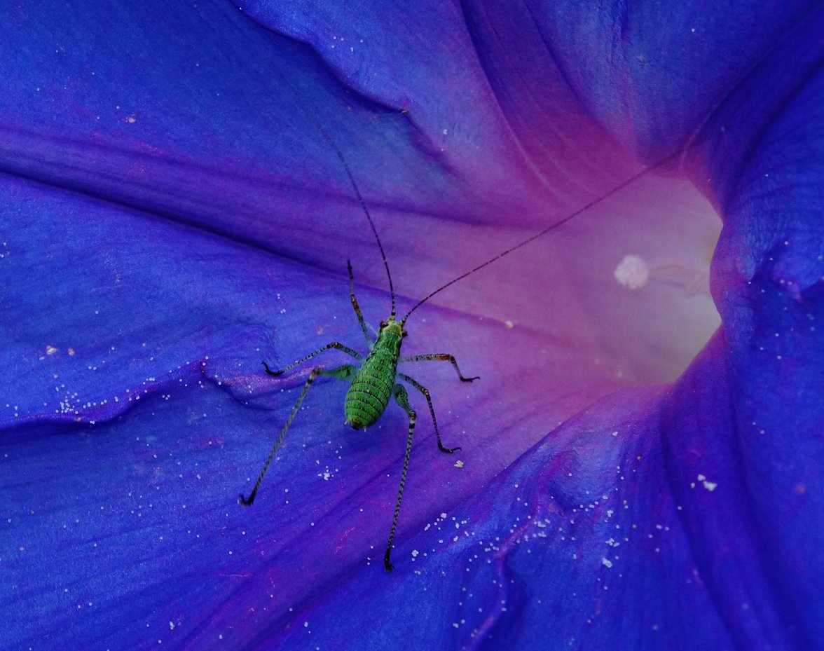 DSC07397a2b 1600.JPG