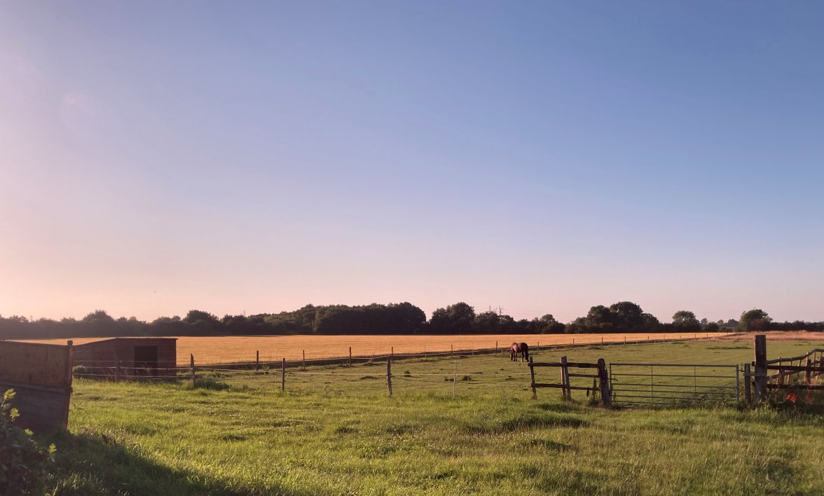 Evening Field - Copy.jpg