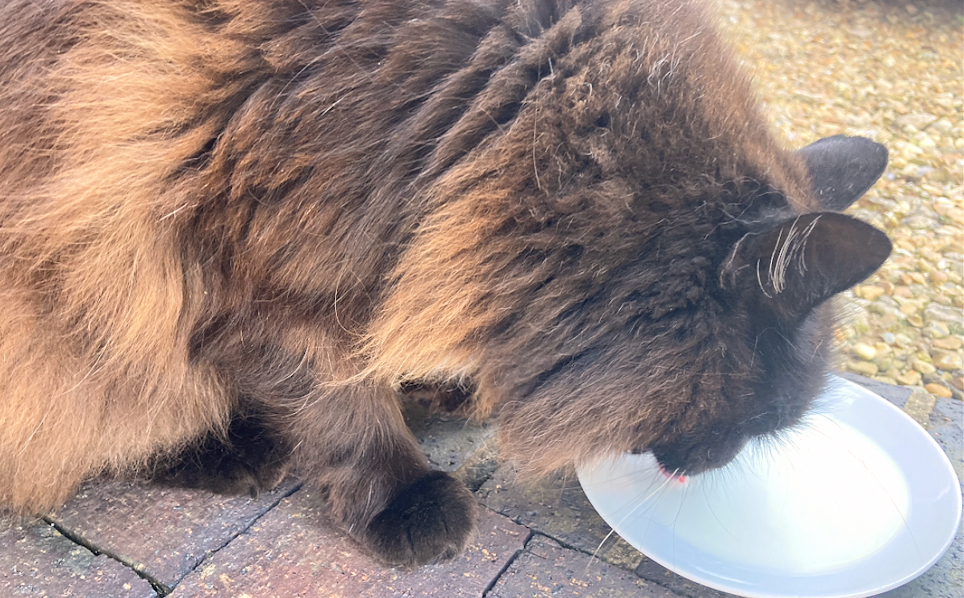 Milk 02 - Copy (2).jpg