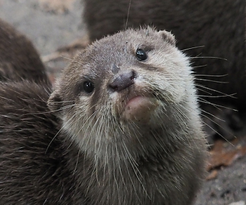 Screen Shot 2021-07-23 at 12.55.22 pm.png