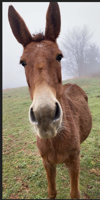 Screen Shot 2021-07-23 at 12.49.24 pm.png