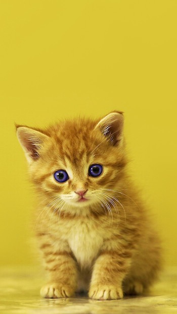 496266-vertical-baby-kitten-wallpaper-1080x1920.jpg