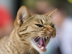 Screen Shot 2021-07-25 at 7.38.36 pm.png