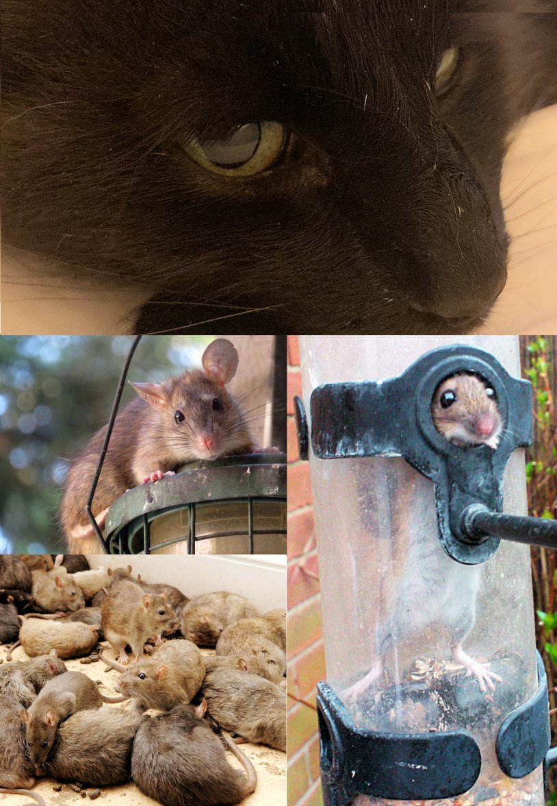 Cats and Rats.jpg