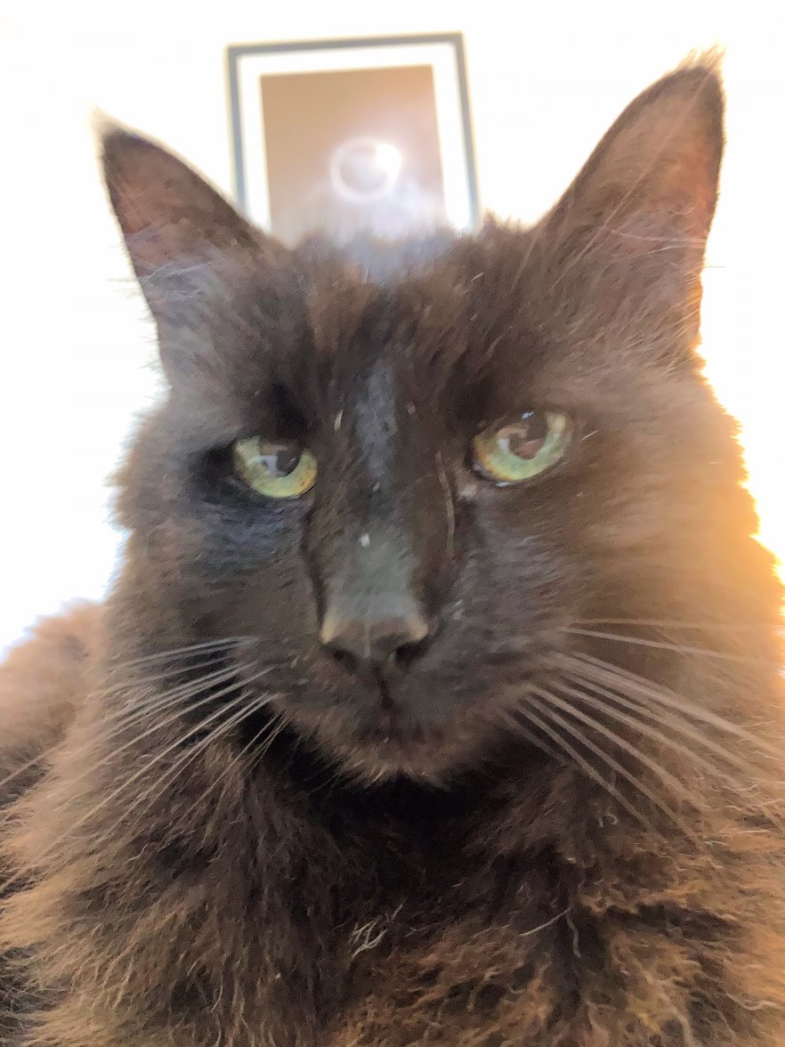 cat Eclipse - Copy.jpg