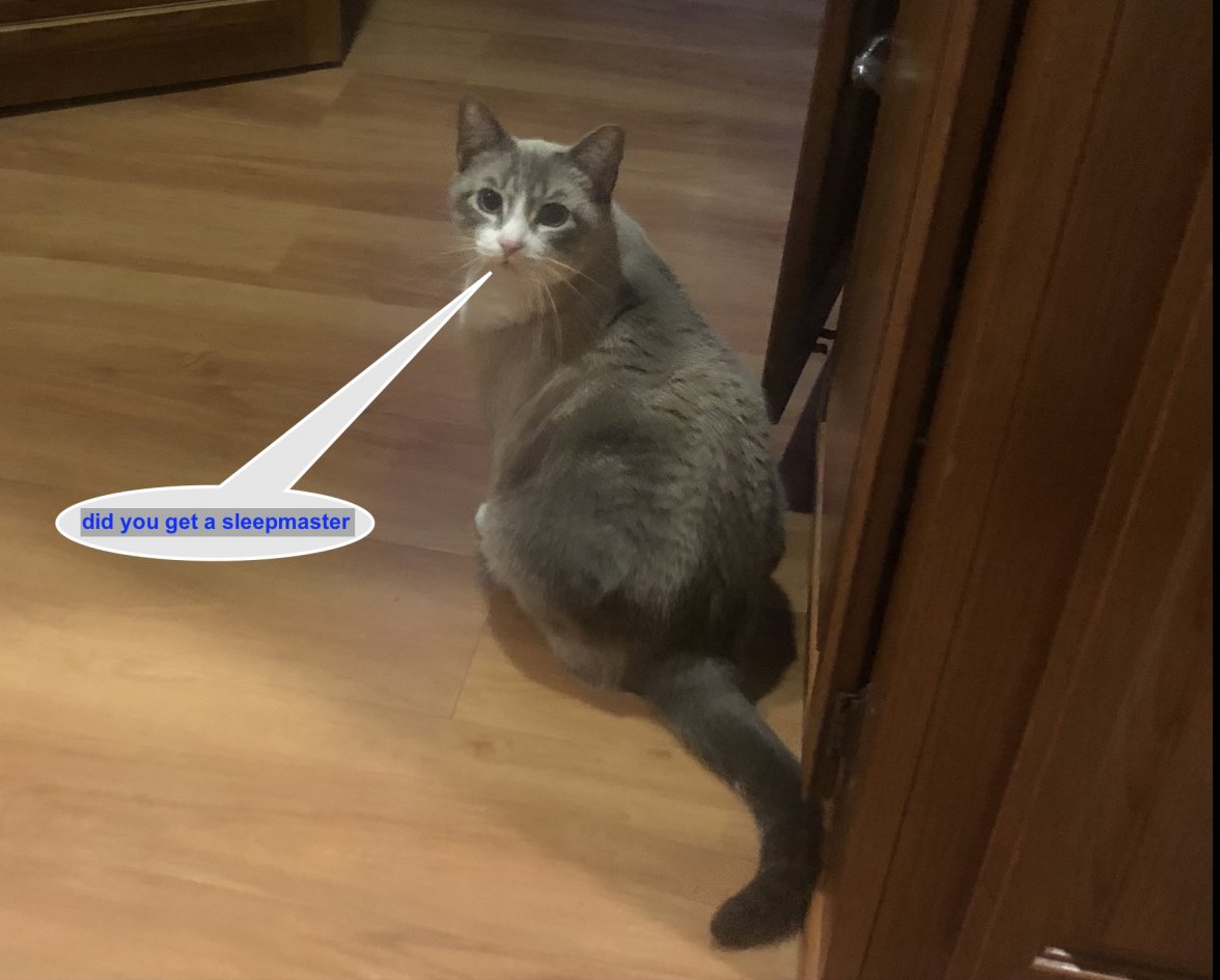 small cat speaking.jpg