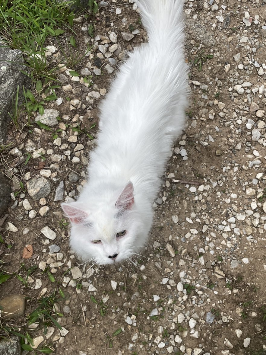 CAF72F3E-4D09-40AE-8200-4966F541DC13.jpeg CAF72F3E-4D09-40AE-8200-4966F541DC13.jpeg