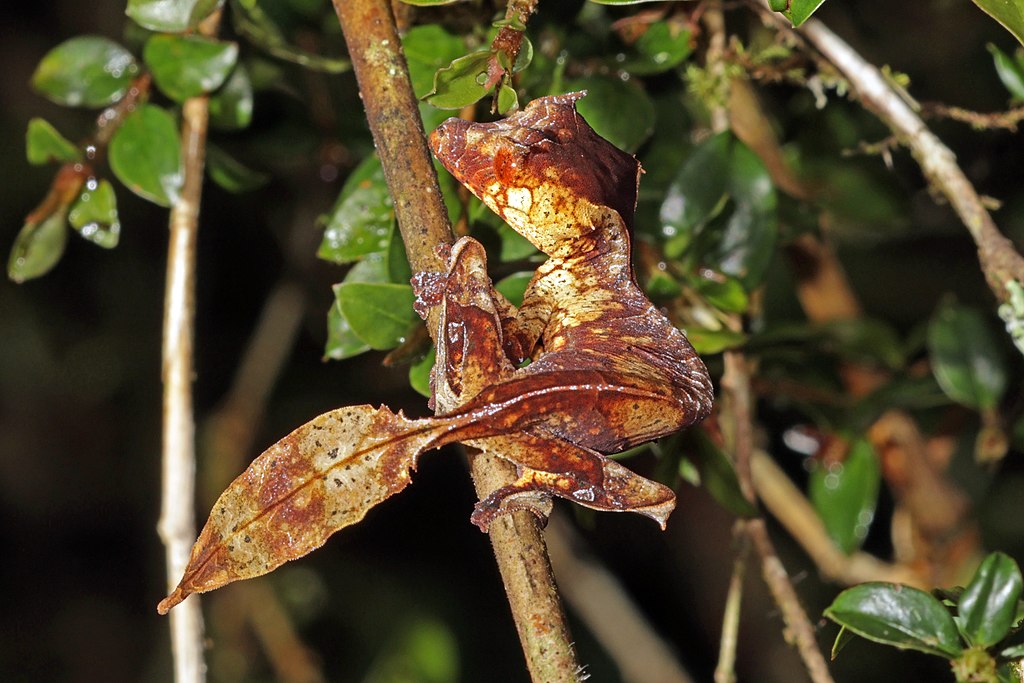 1024px-Satanic_leaf-tailed_gecko_(Uroplatus_phantasticus)_Ranomafana_4.jpg