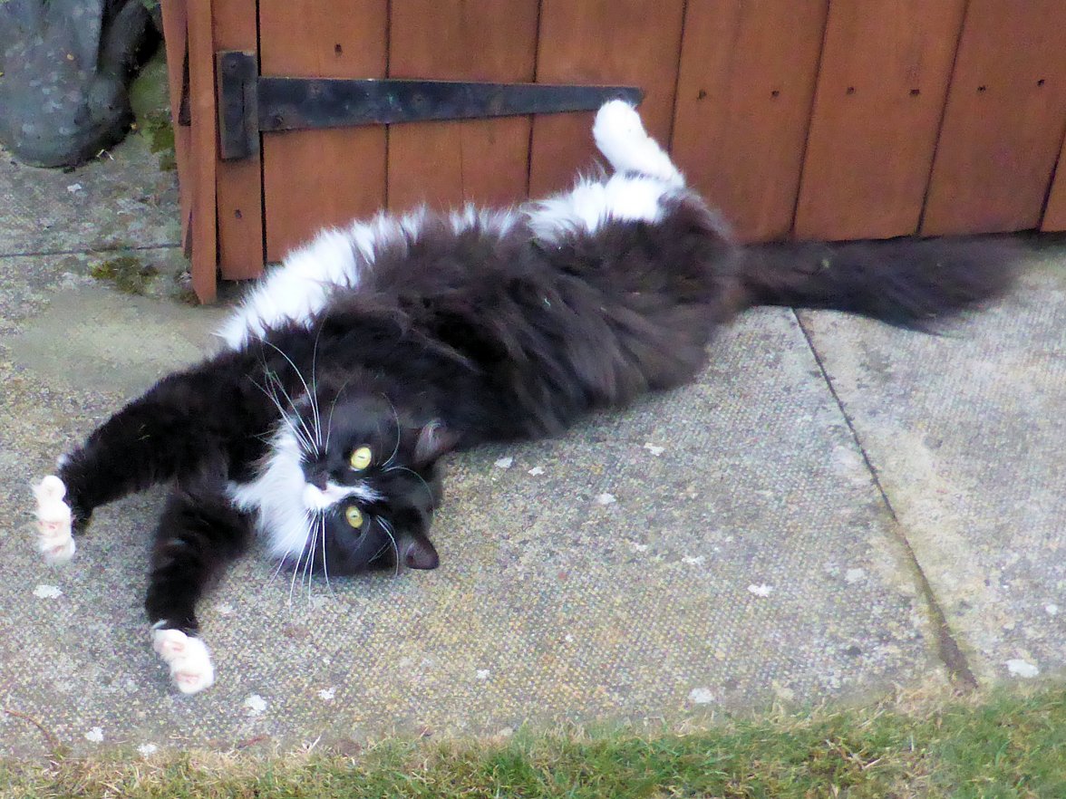 Shed Paint 3 - Copy.jpg