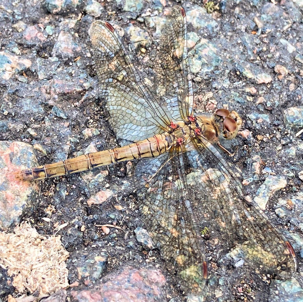 Dragonfly Sunday - Copy.jpg