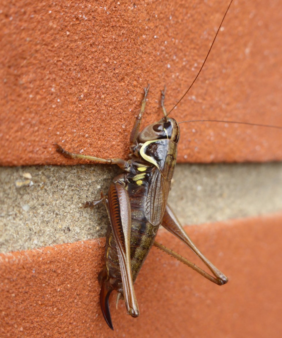 Grasshopper 01 - Copy.jpg