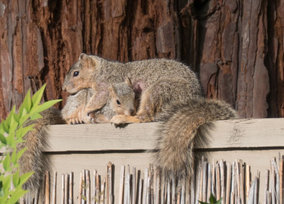 squirrel_mother_child_2.jpg