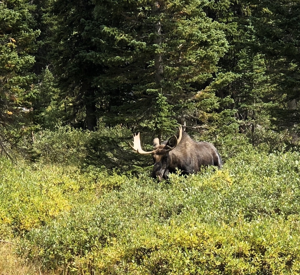 moose_at_arapahoe_lake_sm.jpeg