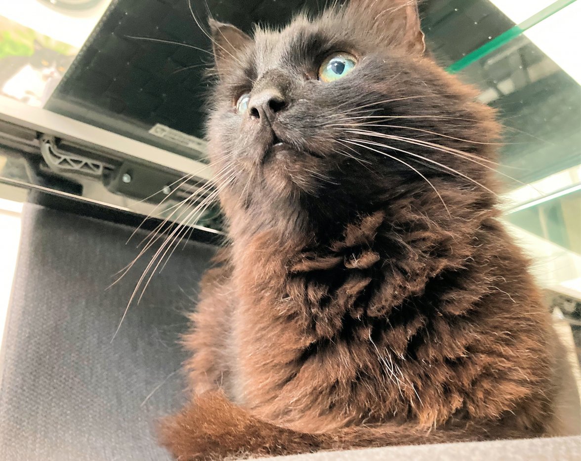 Kind cat 2 - Copy.jpg