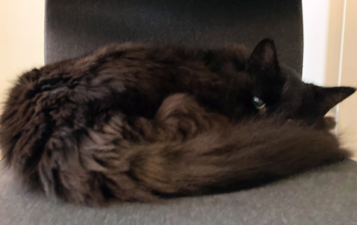 Sleepy Cat - Copy.jpg