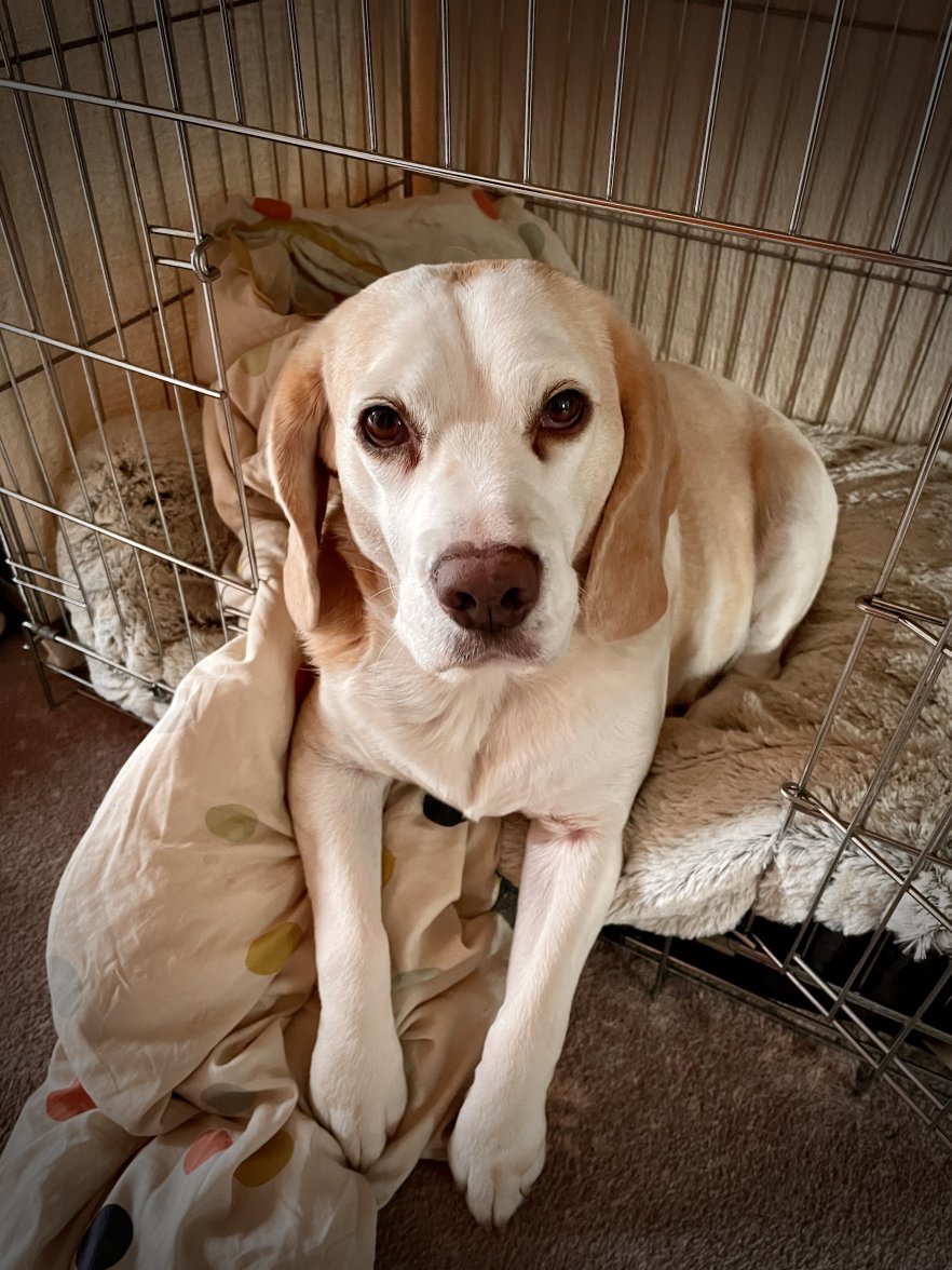 0C8401D1-5140-44DC-A2CD-6FD4AA5ADF9F_1_201_a.jpeg 0C8401D1-5140-44DC-A2CD-6FD4AA5ADF9F_1_201_a.jpeg