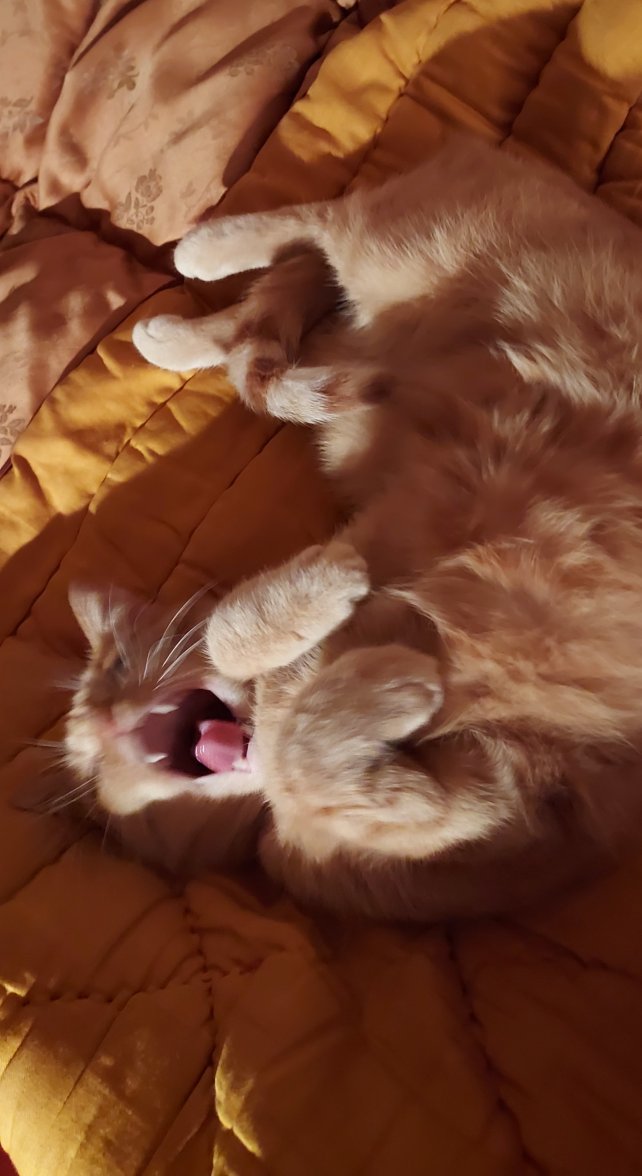 20211028_211019.jpg 20211028_211019.jpg