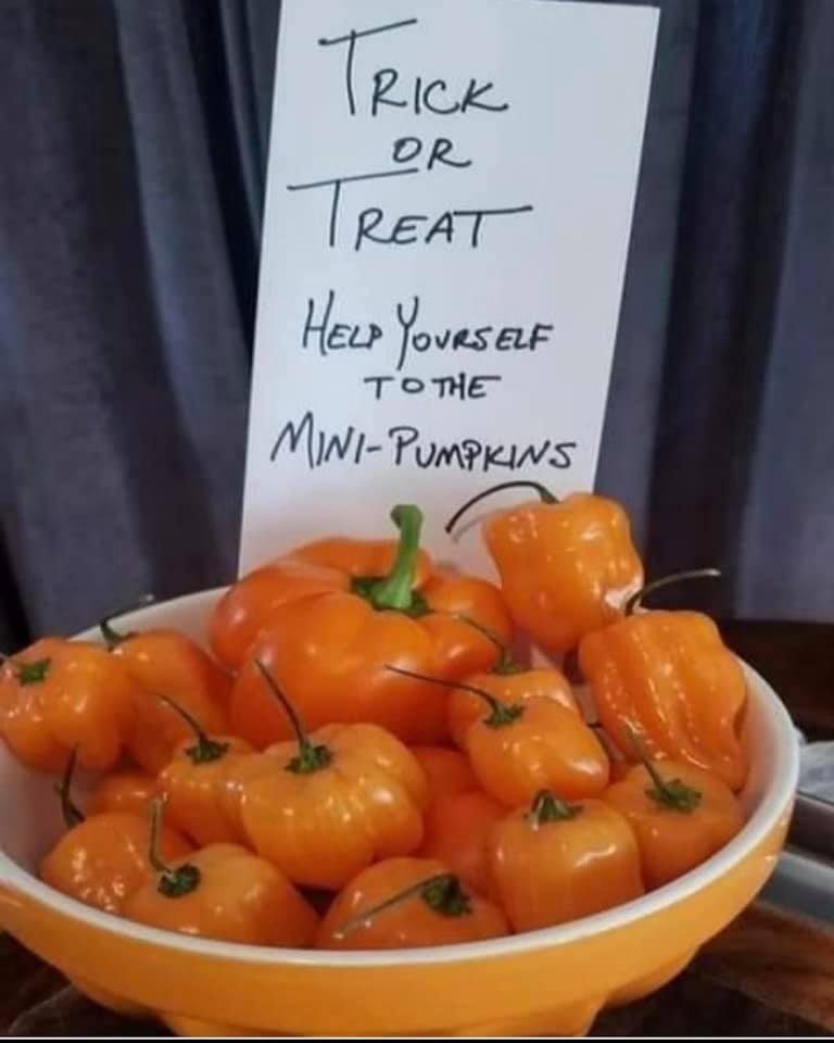 245975545_6284132938323803_5880854694901894633_n.jpg 245975545_6284132938323803_5880854694901894633_n.jpg